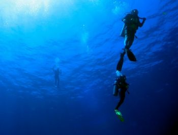 Divers at Fernando de Noronha, Macaxeira site with 50m vi... by Athila Bertoncini Andrade 